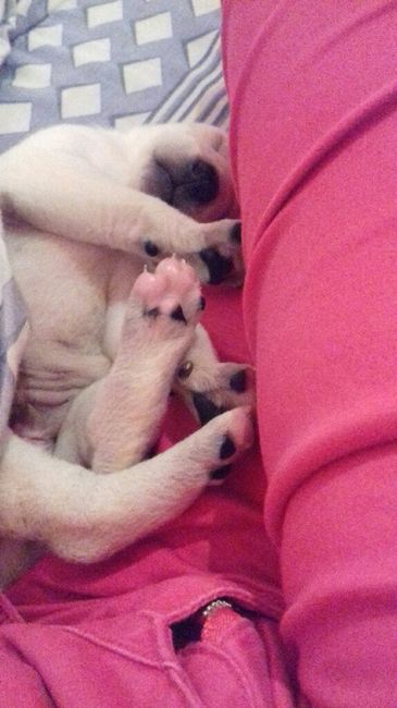 Apresento a vocês, nosso filho 🐶💙 #vemver! - 24