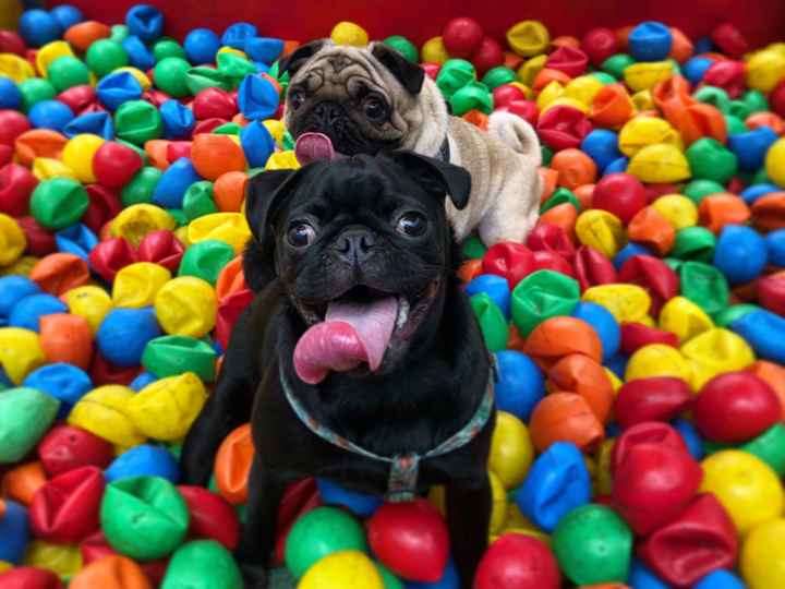 Cachorros participando da cerimônia, o que acham? - 1
