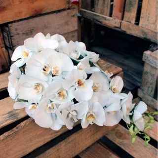 Orquídeas em buque 