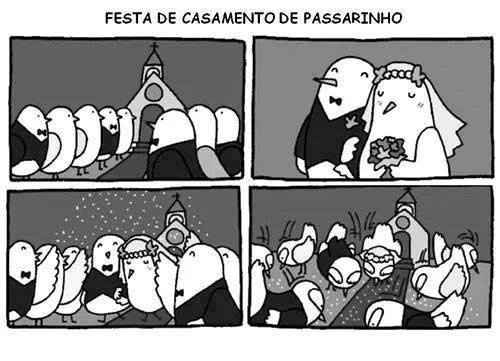 Pássaros casando