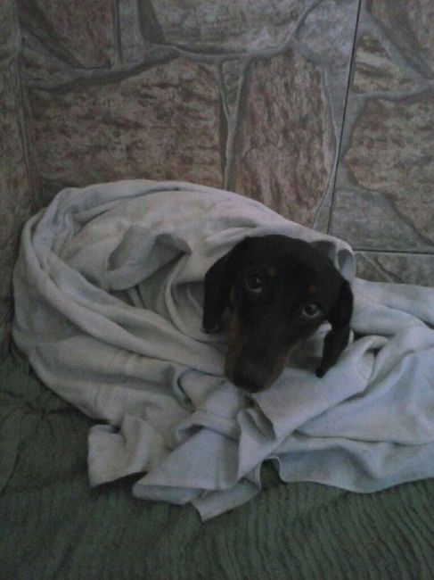 Cachorros - 1