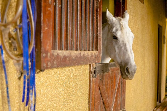 Cavalos Foto: fornecedor