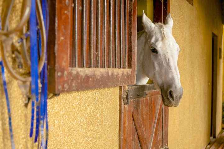 Cavalos Foto: fornecedor