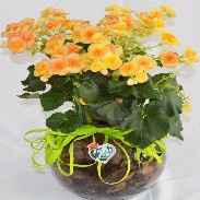 Begonias dentro de um aquario