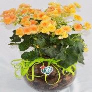 Begonias dentro de um aquario