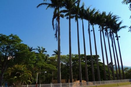 Reino Selvagem