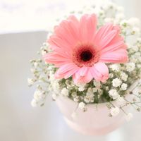 Arranjo simples com mosquitinho e uma gerbera de cor diferente pra contrastar!
