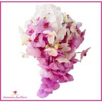 orquídeas brancas e rosas