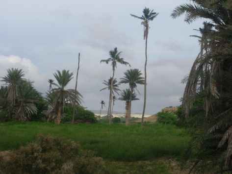 meu verde, Boa vista