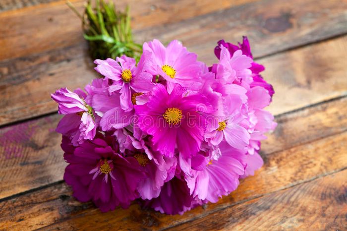 Cosmos