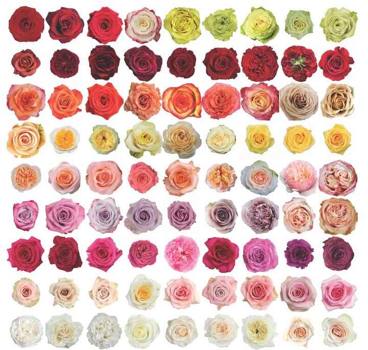 bodas e Flores! Sabia que existem flores ideais para cada aniversário de casamento? 💐 - 1
