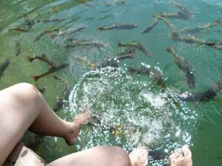 dando comidinha aos peixes