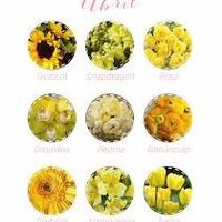 Abril é alegre com as flores amarelas