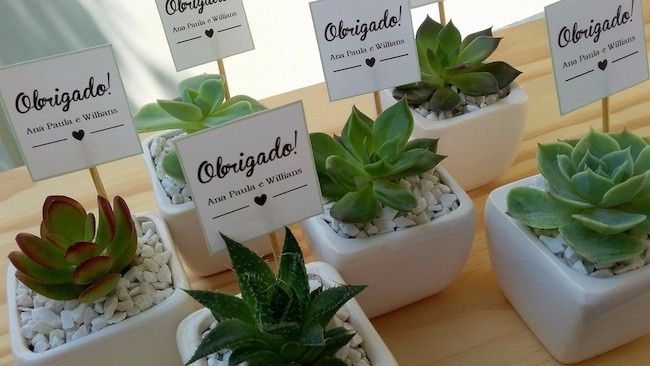 Plantas