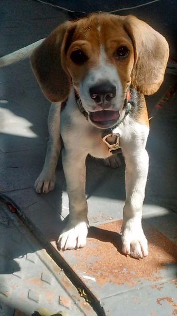 Esse é o meu pet do meio. O Apolo que atualmente está com 1 aninho. Apolo é o que ama aprontar, come
