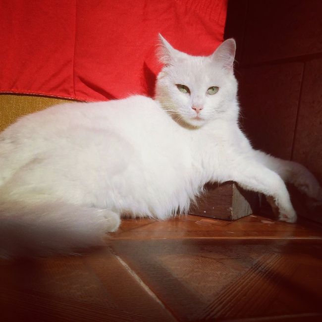 Essa é a minha filha pet #Pompom a filha mais velha de todos. Ela está atualmente com 6 amos e chego