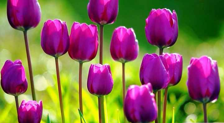 Tulipa