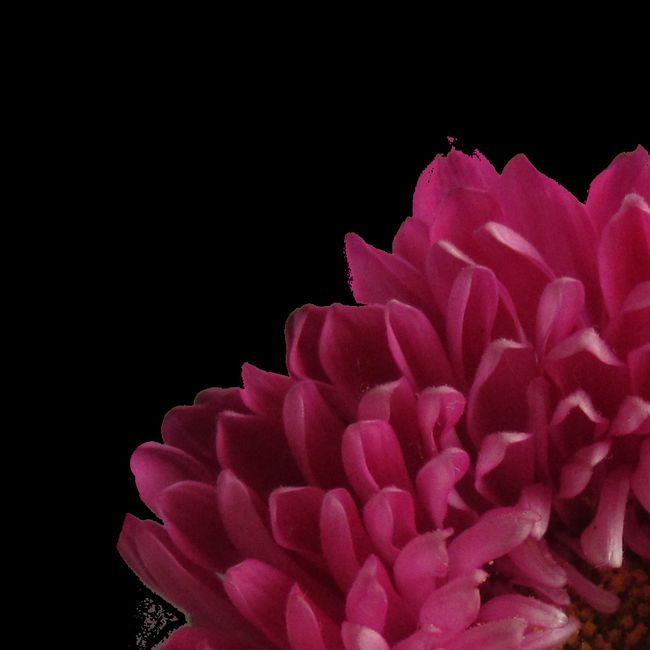 Aster