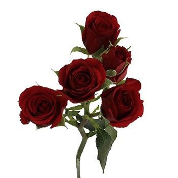 Rosas borbo - ficam bonitas também na mistura com flores clarinhas - nude - e o verde. 