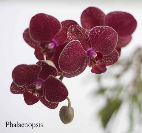 Orquídeas