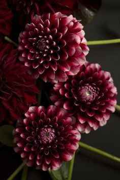 Aster