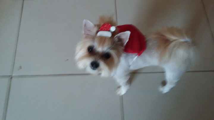 Cachorro no casamento - 1