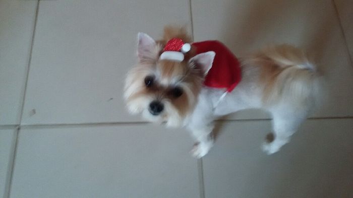 Cachorro no casamento - 1