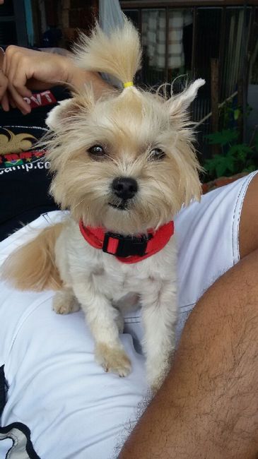 Cachorros em casamento?? o que opinam sobre isso meninas? - 1