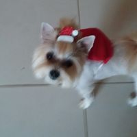 Cachorro no casamento - 1