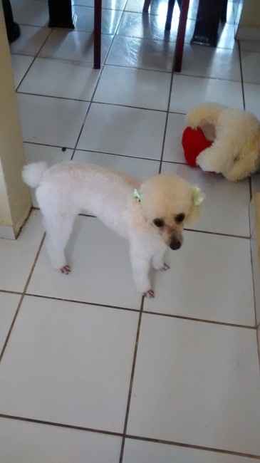 Cachorros carregando as alianças - 1