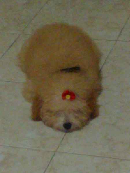 Meu bebê