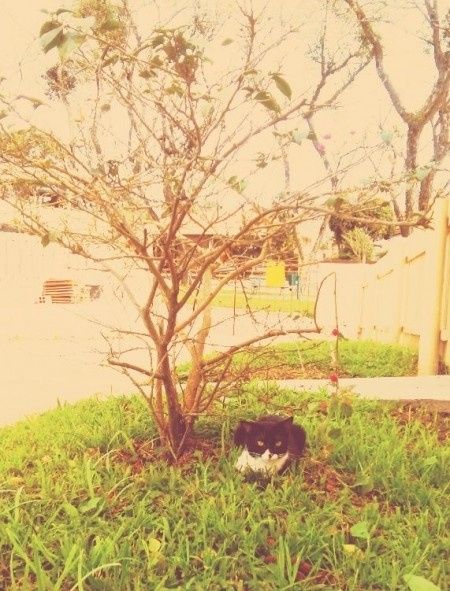 Nossos bichinhos...