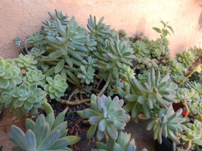 Cultivo de suculentas #parte6 🌱 8