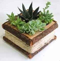 Planta