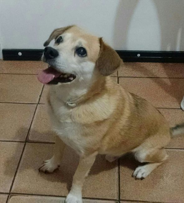 Casou comigo, casou com o meu cachorro! - 1