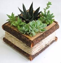 Planta
