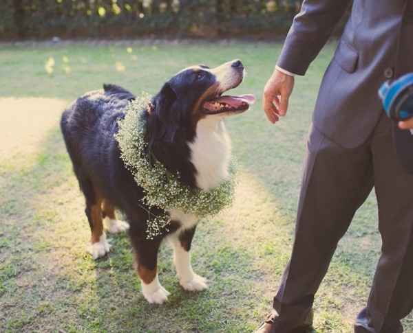 Pet nossos melhores amigos até no dia mais especial de nossas vidas!