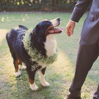 Pet nossos melhores amigos até no dia mais especial de nossas vidas!