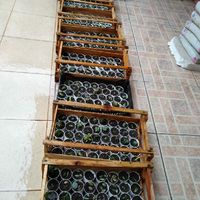 Suculentas de lembrançinhas! 🌱🌵 - 2