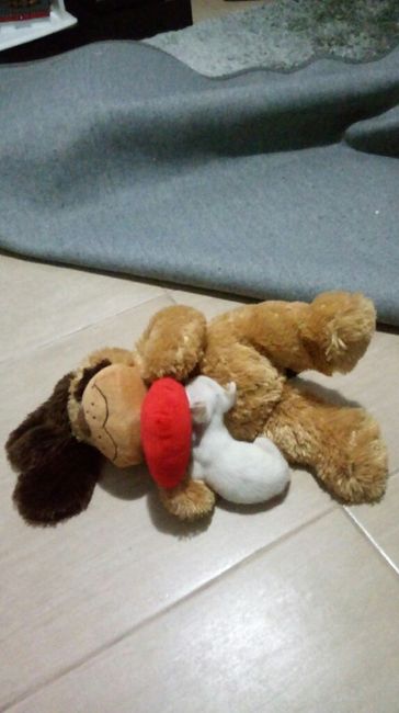 Novo membro da família - 2