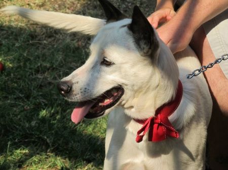 Meu cão vai estar na cerimônia rs - 2