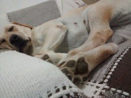 Casando com o baby dog a tira colo - 1