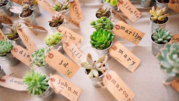 Plantinhas para dar de lembrança. 