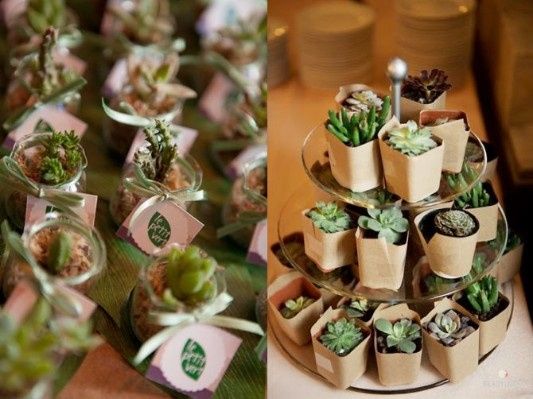 Plantinhas suculentas