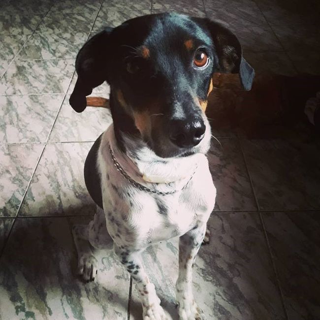 Frederico