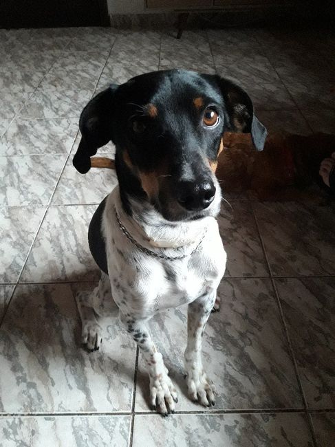 Animais de Estimação 1