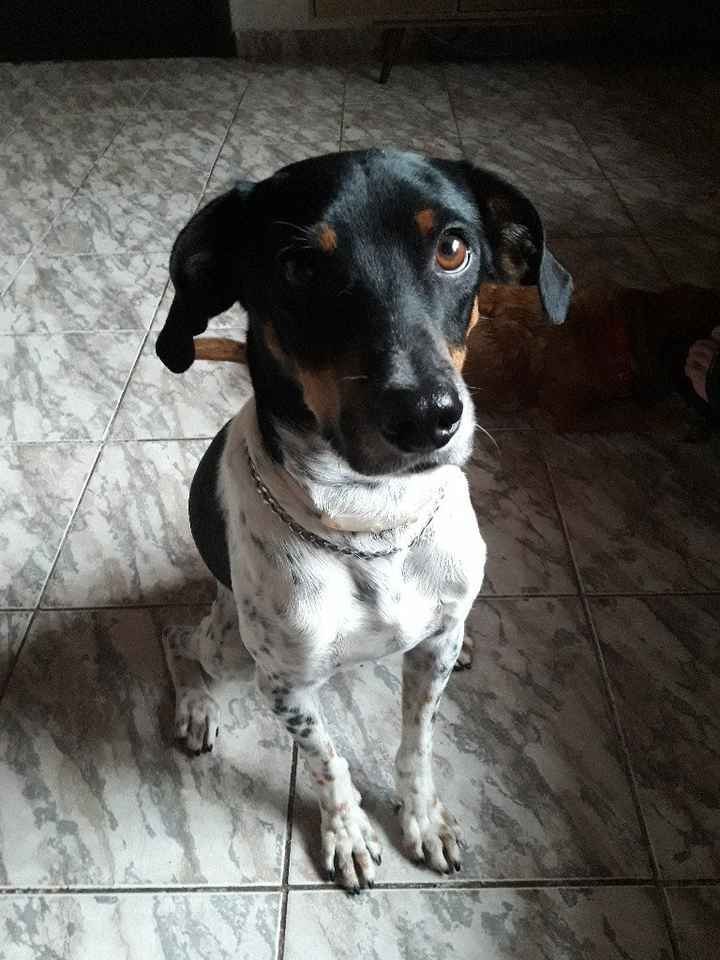 Animais de Estimação - 1