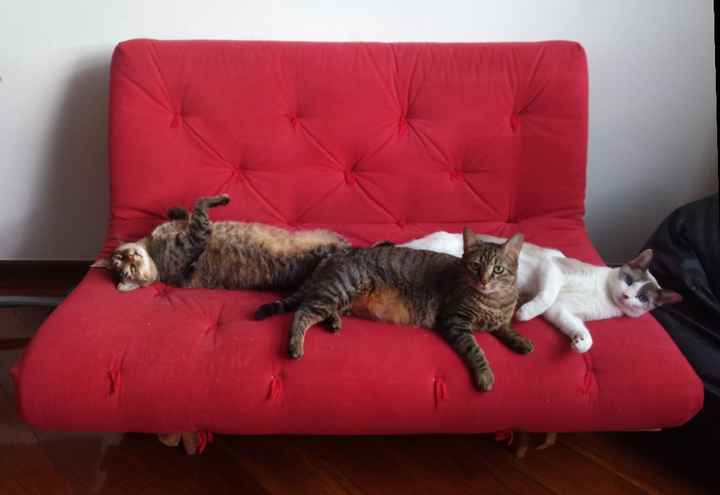 Gatos em casamento - 1
