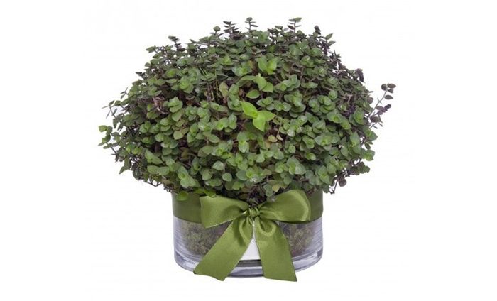 PLANTA2