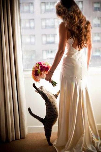 Gatos em casamento 6